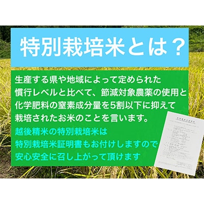 ふるさと納税 新潟県旧中郷村減農薬特別栽培米コシヒカリ 10kg（5kg×2袋） 新潟県 ふるさと納税令和7年度産新米新潟県妙高高原減農薬特別栽培