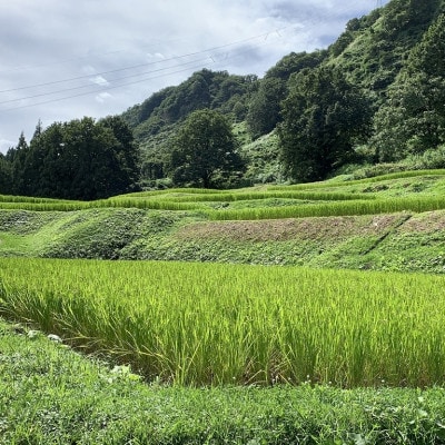 南魚沼塩沢コシヒカリ【西山の天水田米】(精米10kg)