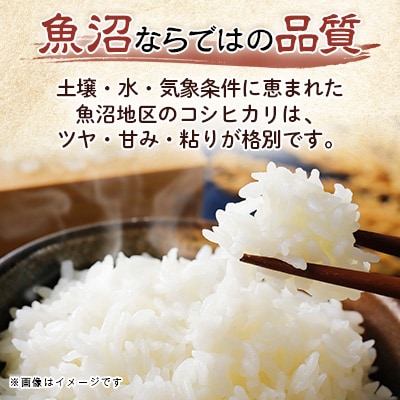 【五ッ星マイスター厳選】魚沼産 コシヒカリ 10kg(5kg×2) 精米 令和7年産 新潟 お米