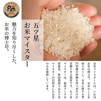 【五ッ星マイスター厳選】新潟 岩船産 コシヒカリ 10kg(5kg×2) 精米 令和7年産 お米