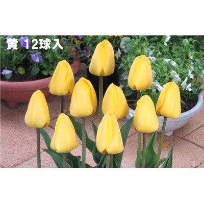 チューリップ球根(大球)5色各12球入60球