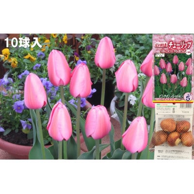 チューリップ球根セット　40球入り
