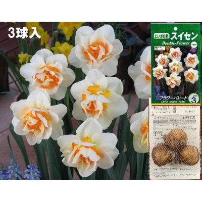 スイセン球根セット　21球入