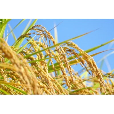 【令和5年産米】新潟産コシヒカリ 精米約1.8kg 精米したてをお届け