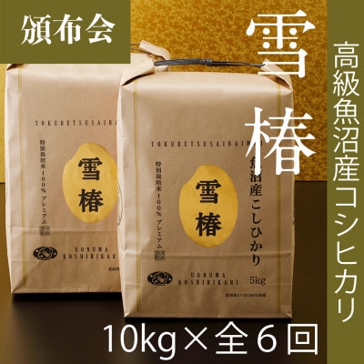 【発送月固定定期便】<令和8年産先行予約>高級魚沼産コシヒカリ「雪椿」10kg(5kg×2袋)全6回