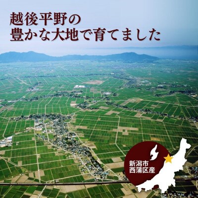 堆肥で育てた 新潟産こしひかり 5kg