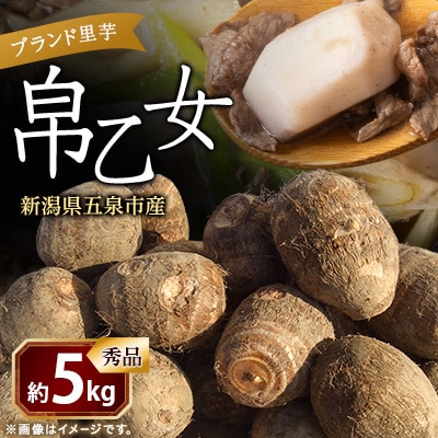 【2025年先行受付】新潟県五泉市産 ブランド里芋「帛乙女」約5kg 11月上旬より出荷予定