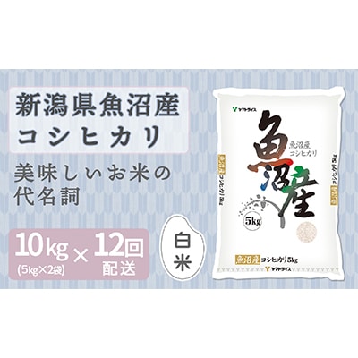 【毎月定期便】新潟県魚沼産コシヒカリ10kg(5kg×2)　ヤマトライス 全12回