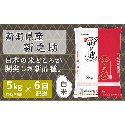 【毎月定期便】新潟県産新之助5kg　ヤマトライス 全6回