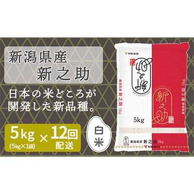 【毎月定期便】新潟県産新之助5kg　ヤマトライス 全12回