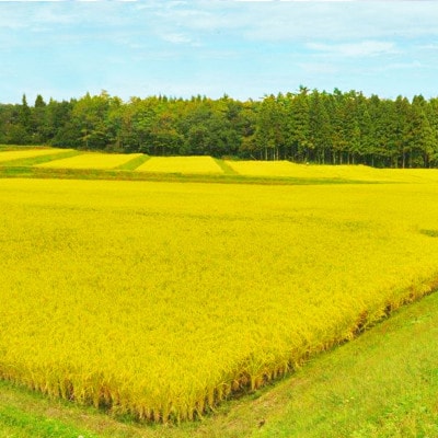 【毎月定期便】無洗米新潟県産コシヒカリ5kg全6回