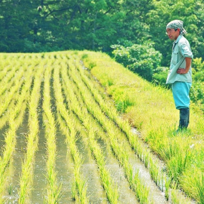 【毎月定期便】無洗米 新潟県産 コシヒカリ 10kg全12回