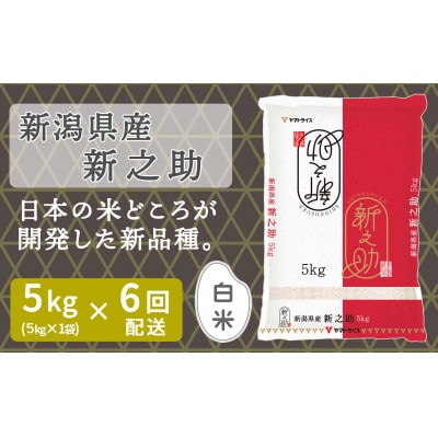 【毎月定期便】新潟県産 新之助 5kg全6回