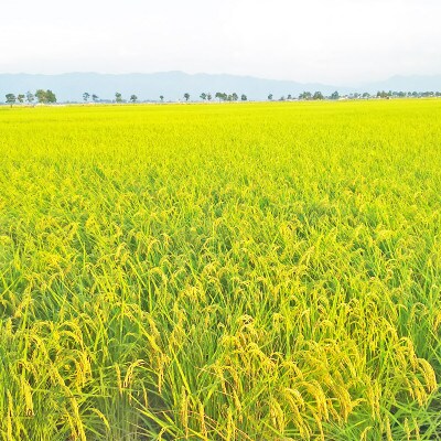 【毎月定期便】新潟県産 新之助 5kg全6回