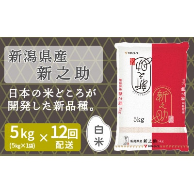 【毎月定期便】新潟県産 新之助 5kg全12回