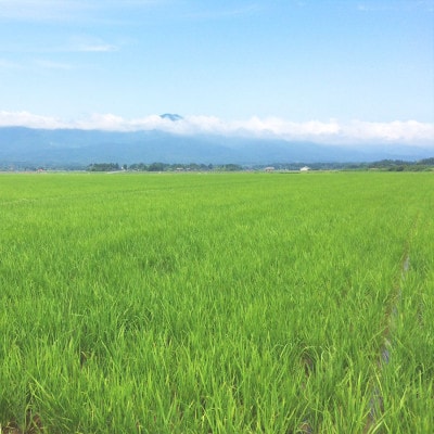 【毎月定期便】新潟県産 新之助 5kg全12回