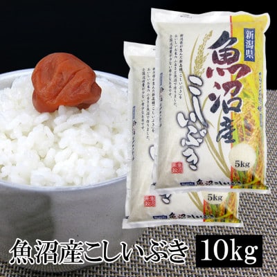 お米マイスター厳選!令和7年産 魚沼産 こしいぶき 精米 10kg(5kg×2袋)
