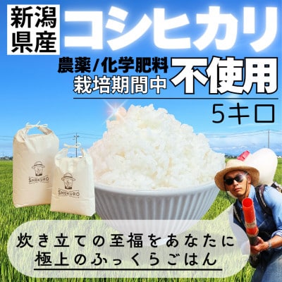 【令和6年産】新潟県産コシヒカリ精米 5kg/ショークロ