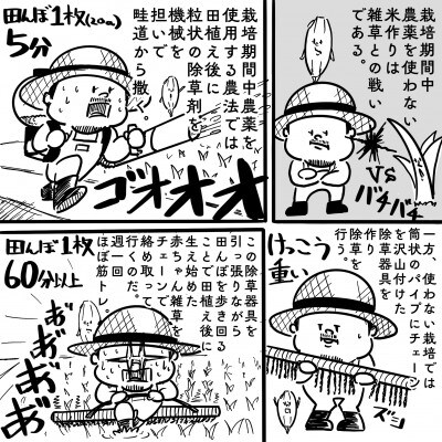 【令和6年産】新潟県産コシヒカリ精米 5kg/ショークロ