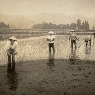 【さとふる限定】【令和7年産】厳選こだわり南魚沼産コシヒカリ「こまがた農園のお米」5kg