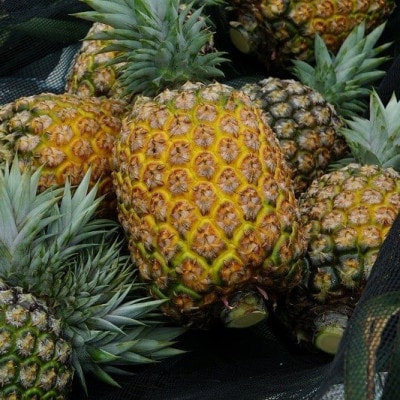 高級ゴールドバレル パイナップル2～3玉【2026年6月下旬から順次発送予定】