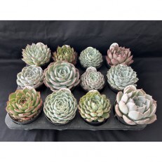 多肉植物 DOLCE’S -succulent- 3.5号 品種おまかせ 12鉢アソート
