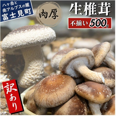 訳あり生椎茸 500g 長野県産