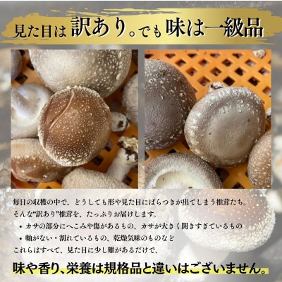 訳あり生椎茸 500g 長野県産