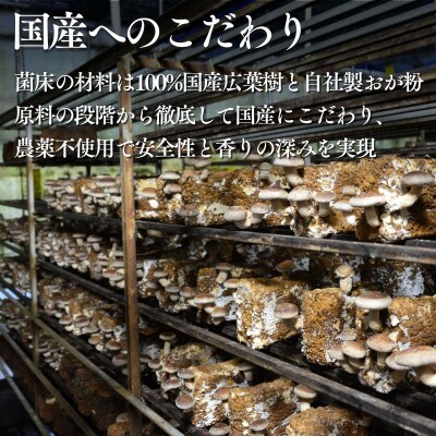 訳あり生椎茸 500g 長野県産