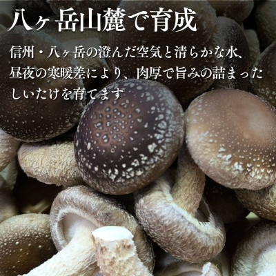訳あり生椎茸 500g 長野県産