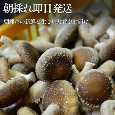 生しいたけ 1kg　長野県産