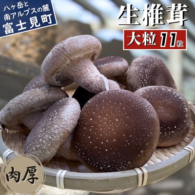 大粒生しいたけ 11粒