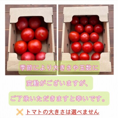 【お試し】たった3ヶ月しか食べられない　ファーストトマト 約700g　H004-120