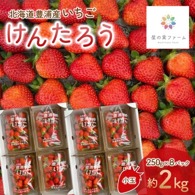 【先行受付】北海道 豊浦 いちご 小玉 けんたろう 250g×8パック 約2kg TYUW002
