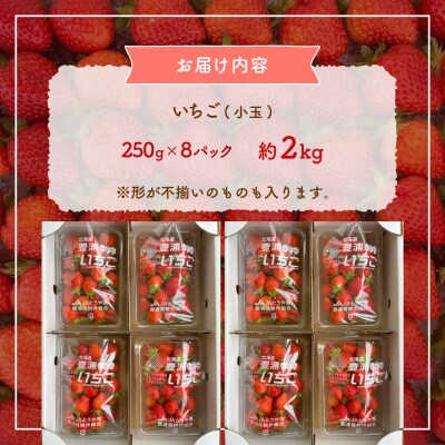 【先行受付】北海道 豊浦 いちご 小玉 けんたろう 250g×8パック 約2kg TYUW002