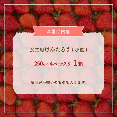 ※先行受付 北海道豊浦 いちご加工用 小粒けんたろう250g×4パック1箱 約1kg TYUW003