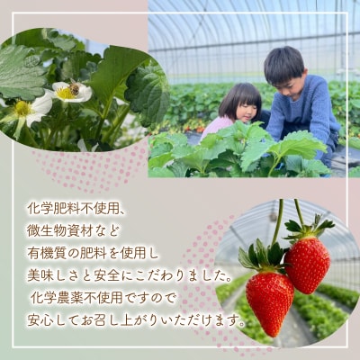 ※先行受付 北海道豊浦 いちご 加工用 小粒けんたろう 250g×8パック 約2kg TYUW004