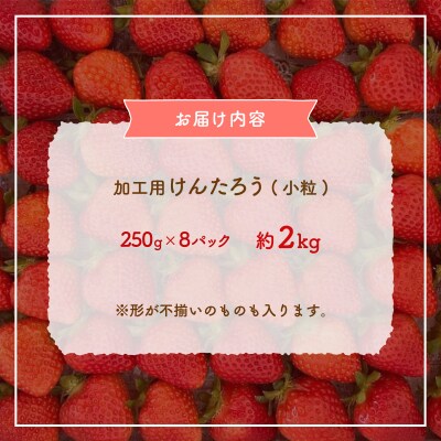 ※先行受付 北海道豊浦 いちご 加工用 小粒けんたろう 250g×8パック 約2kg TYUW004