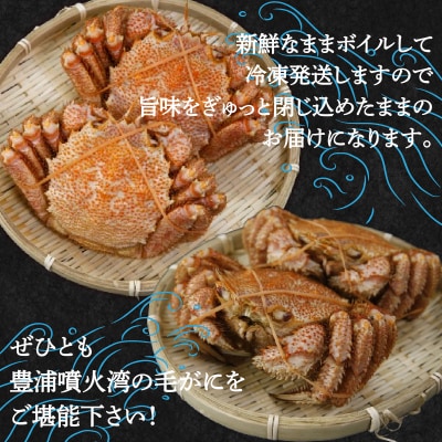 【先行受付】【地元現役漁師が厳選!!】ボイル・毛ガニ2尾 (1尾500～600g) TYUR004