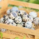 命のカプセル うずらの生卵120個