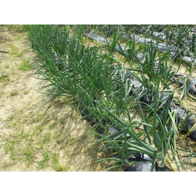 生きてる玉ねぎ、朝取り当日出荷!5kg
