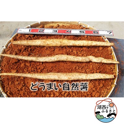 どうまい自然薯　500g位×2