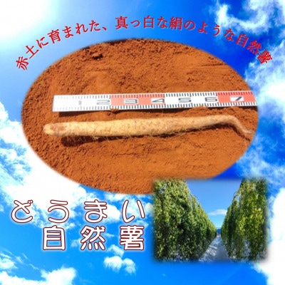 どうまい自然薯　500g位×2