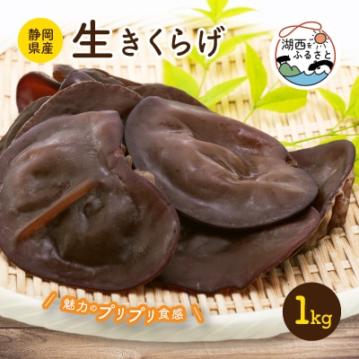 【静岡県産】生きくらげ　1kg
