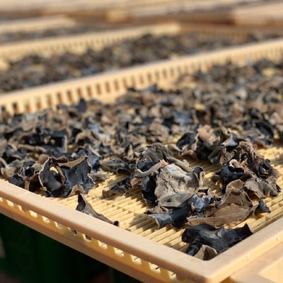 【静岡県産】乾燥きくらげ　100g×2袋　計200g