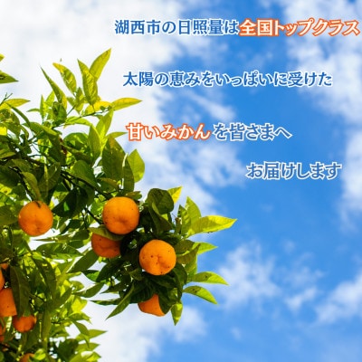 【先行受付】【2026年1月初旬頃より順次出荷予定】青島みかん約10kg Mサイズ〔鈴木農園〕