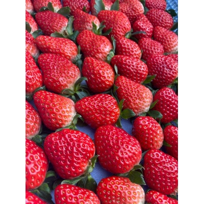 イチゴ　紅ほっぺ　450g×2p(1果重30g以上) ギフトに最適