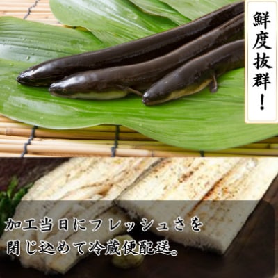 【焼きたてを即日配送】浜名湖うなぎ白焼き140g×2尾(冷蔵便)