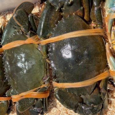 【浜名湖産】ドウマンガニのカンジャンケジャン 2杯