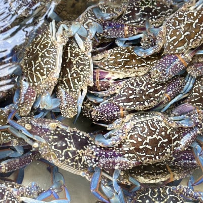 【浜名湖産】渡り蟹(ガザミ)の沖漬け　小サイズ2杯入り約200g×2パック